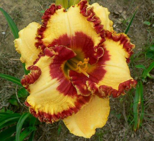 tongues of fire rs